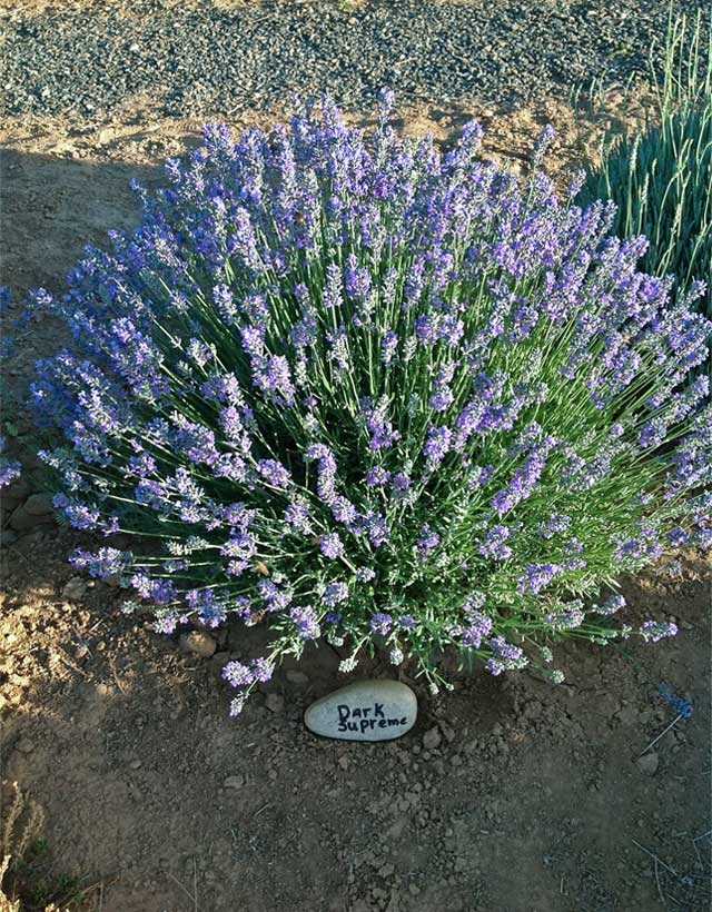 Dark Supreme variety of lavender