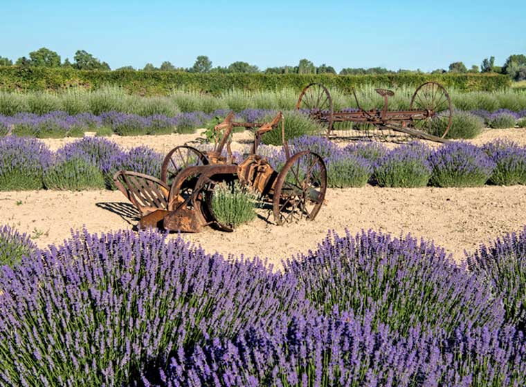 antique tractors in lavender field
