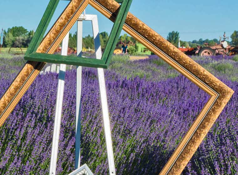 creative photo of frames in lavender field