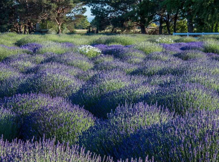 field of lavender starting to bloom