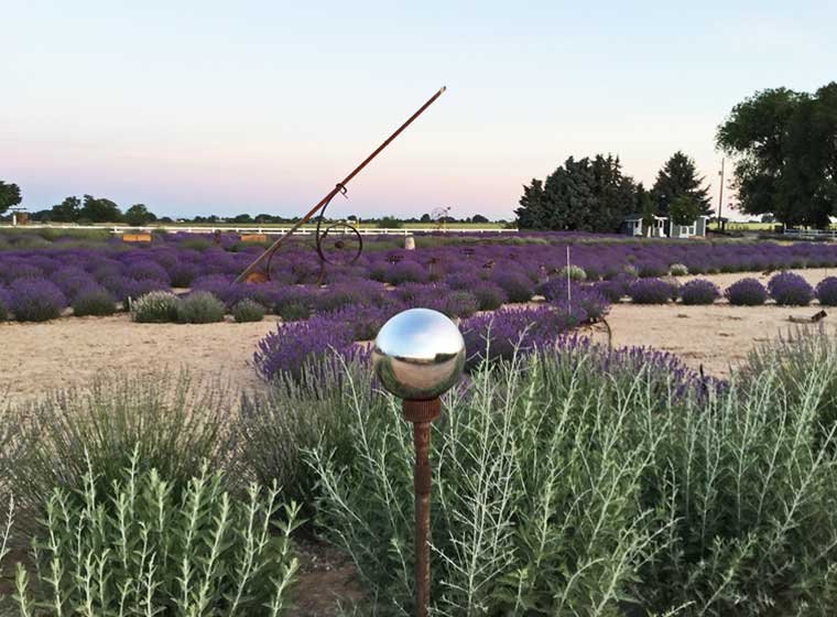 garden gazing ball in lavender field