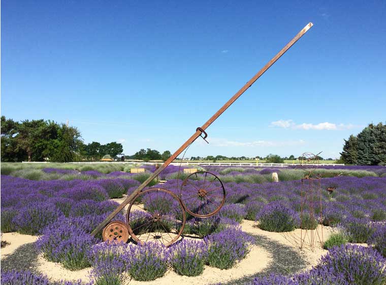 sundial among the lavender plants