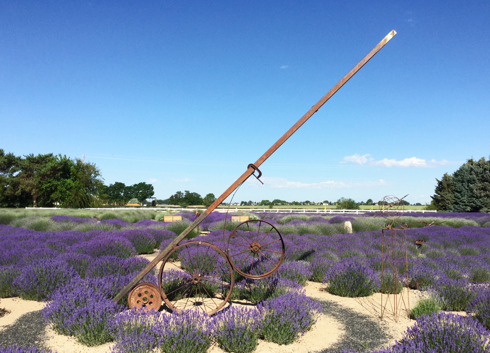 purple lavender field with sundial