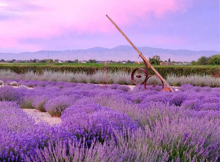 sundial in lavender plants with pink and purple sky